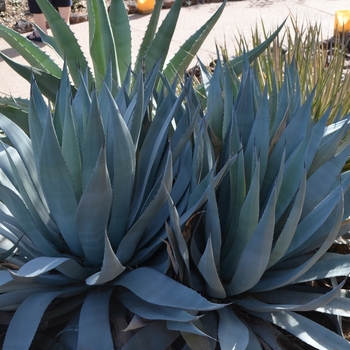 Agave flexispina '' (089112)