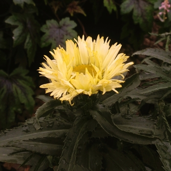 Leucanthemum x superbum 'Goldfinch' (089148)