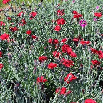 Dianthus Early Bird™ 'Radiance' (089279)