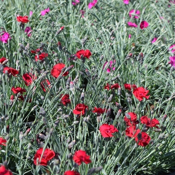 Dianthus Early Bird™ 'Radiance' (089280)