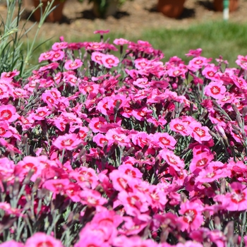 Dianthus Star Single™ 'Peppermint Star' (089284)