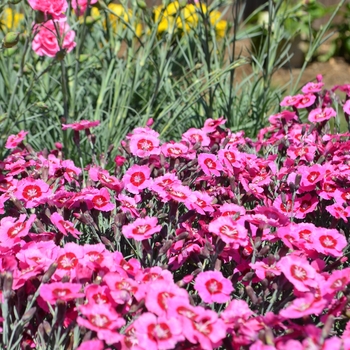 Dianthus Star Single™ 'Peppermint Star' (089285)