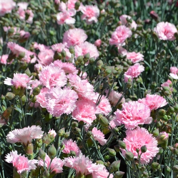 Dianthus 'Candy Floss' (089349)