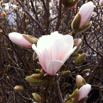 Magnolia x loebneri 'Merrill' (089429)