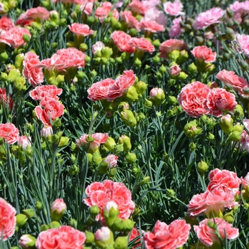 Dianthus Scent First® 'Coral Reef' (089473)