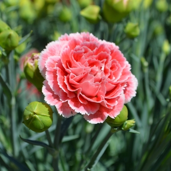 Dianthus Scent First® 'Coral Reef' (089474)