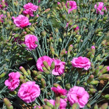 Dianthus Scent First® 'Eternity' (089475)