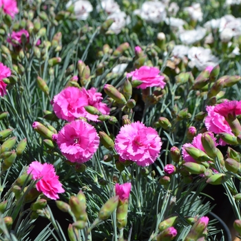 Dianthus Scent First® 'Eternity' (089476)