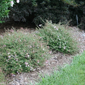 Abelia Color Choice® 'Pinky Bells®' (089552)
