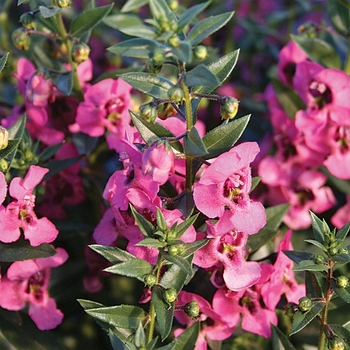 Angelonia angustifolia Angelface® 'Pink' (089619)