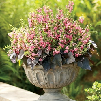 Angelonia angustifolia Angelface® 'Pink' (089624)