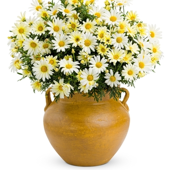Argyranthemum frutescens 'Vanilla Butterfly®' (089751)