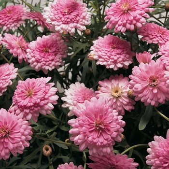 Argyranthemum frutescens Cobbitty Daisy® 'Summer Melody' (089760)