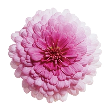 Argyranthemum frutescens Cobbitty Daisy® 'Summer Melody' (089763)