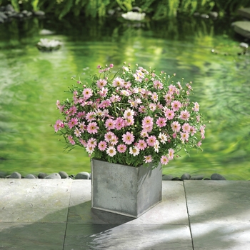 Argyranthemum frutescens Molimba® 'Pink' (089770)
