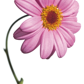 Argyranthemum frutescens Molimba® 'Pink' (089773)