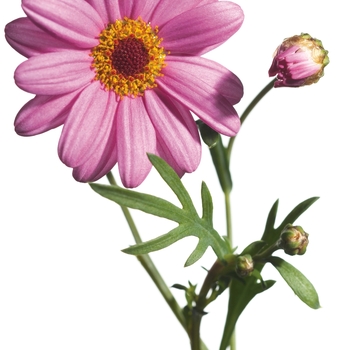 Argyranthemum frutescens Molimba® 'Pink' (089777)