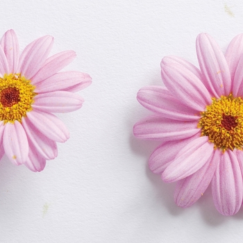 Argyranthemum frutescens Molimba® 'Pink' (089778)
