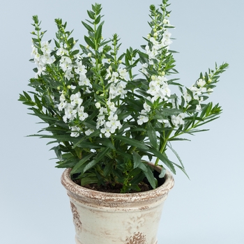 Angelonia angustifolia Alonia™ 'Big Snow' (089914)