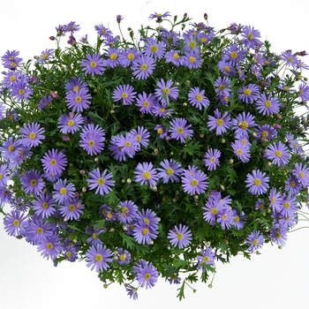 Brachyscome angustifolia 'Brasco™ Violet' (089934)