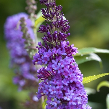 Buddleia davidii English Butterfly™ 'Purple Emperor™' (090262)