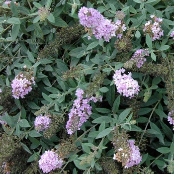 Buddleia Lo & Behold® 'Lilac Chip' (090709)