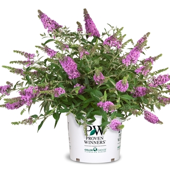 Buddleia Lo & Behold® 'Lilac Chip' (090711)