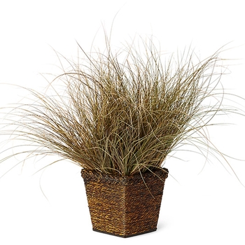 Carex flagellifera Graceful Grasses® 'Toffee Twist' (091783)