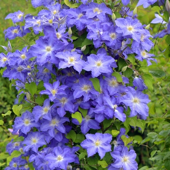 Clematis 'Brother Stefan®' (092819)