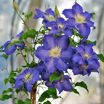 Clematis 'Brother Stefan®' (092820)