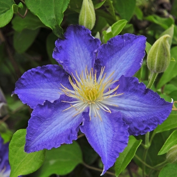 Clematis 'Brother Stefan®' (092821)