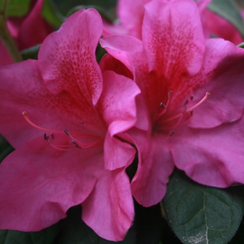 Rhododendron Bloom-A-Thon® 'Lavender' (095272)