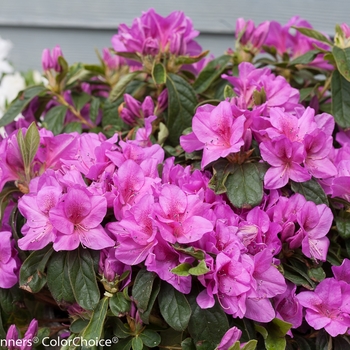 Rhododendron Bloom-A-Thon® 'Lavender' (095273)