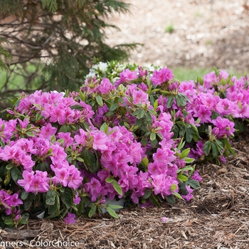 Rhododendron Bloom-A-Thon® 'Lavender' (095274)