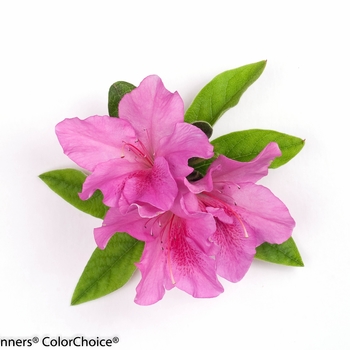 Rhododendron Bloom-A-Thon® 'Lavender' (095275)