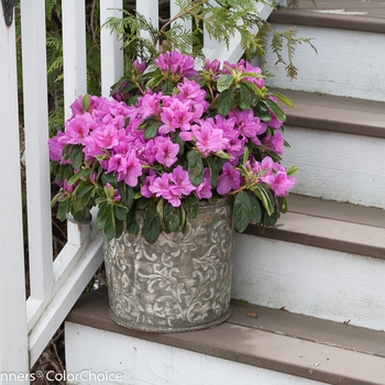 Rhododendron Bloom-A-Thon® 'Lavender' (095277)