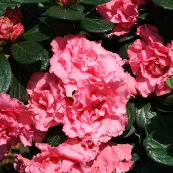 Rhododendron Bloom-A-Thon® 'Pink Double' (095279)