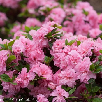 Rhododendron Bloom-A-Thon® 'Pink Double' (095280)