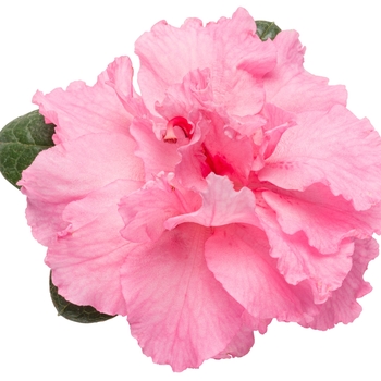 Rhododendron Bloom-A-Thon® 'Pink Double' (095283)