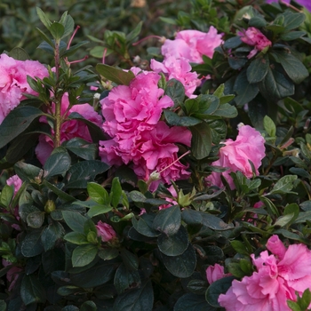 Rhododendron Bloom-A-Thon® 'Pink Double' (095284)