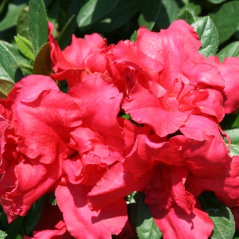 Rhododendron Bloom-A-Thon® 'Red' (095289)