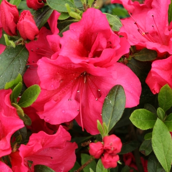 Rhododendron Bloom-A-Thon® 'Red' (095295)