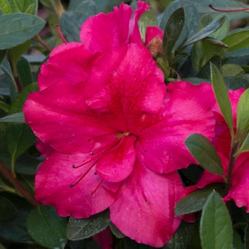 Rhododendron Bloom-A-Thon® 'Red' (095301)