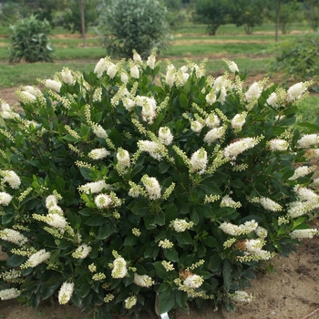 Clethra alnifolia 'Sugartina®' (095323)