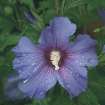 Hibiscus syriacus 'Azurri Blue Satin®' (095382)