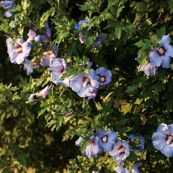 Hibiscus syriacus 'Azurri Blue Satin®' (095383)