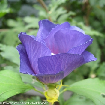 Hibiscus syriacus 'Azurri Blue Satin®' (095387)