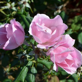 Rosa Knock Out® '' (095811)