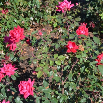 Rosa Knock Out® 'Double' (095812)