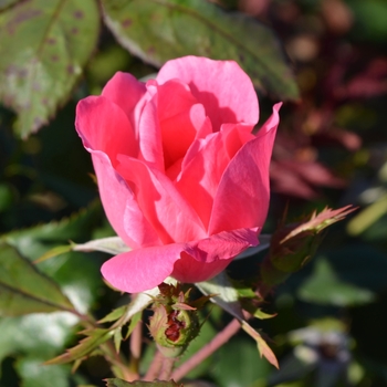 Rosa Knock Out® '' (095815)